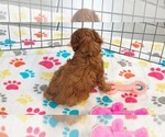 Small #3 Cavapoo (Miniature)-Poodle (Toy) Mix