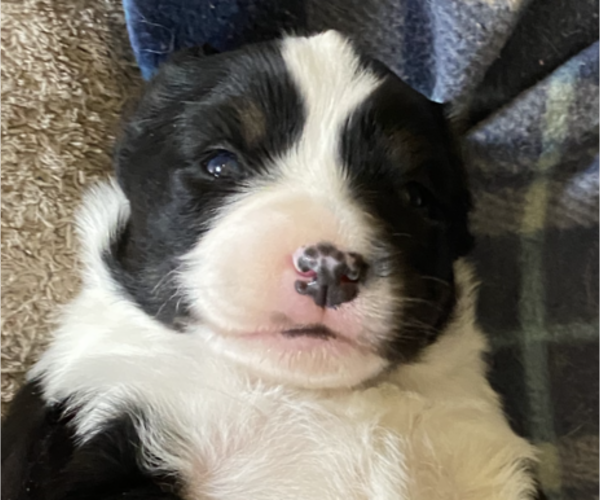 Medium Photo #14 Miniature American Shepherd Puppy For Sale in PLACERVILLE, CA, USA