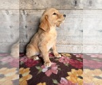 Litter of 4 - Male(s) and Female(s) Golden RetrieverLitter of Puppies for Sale - Photo #11