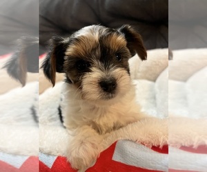 Yorkshire Terrier Puppy for Sale in SAN ANTONIO, Texas USA