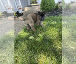 Puppy Female 1 Akita
