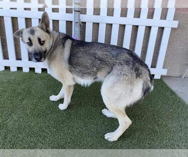 Medium Photo #1 German Shepherd Dog-Unknown Mix Puppy For Sale in Modesto, CA, USA