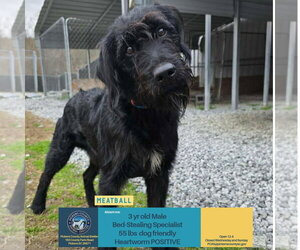 Meatball Mar 26 - Male Labradoodle Dog for Adoption - Photo #9