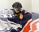 Puppy Yellow Rottweiler