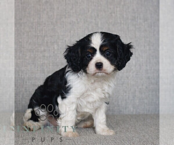Medium Photo #4 Cavalier King Charles Spaniel Puppy For Sale in NARVON, PA, USA