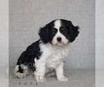 Small #3 Cavalier King Charles Spaniel