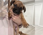 Small Photo #2 American Pit Bull Terrier-Black Mouth Cur Mix Puppy For Sale in QUAKER HILL, CT, USA