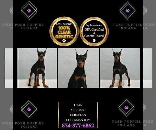 Medium Photo #4 Doberman Pinscher Puppy For Sale in WARSAW, IN, USA