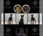 Small #3 Doberman Pinscher
