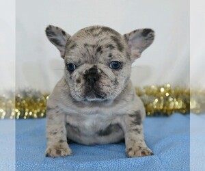 French Bulldog Puppy for sale in FREDERICKSBG, OH, USA