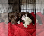 Small #3 Chiweenie