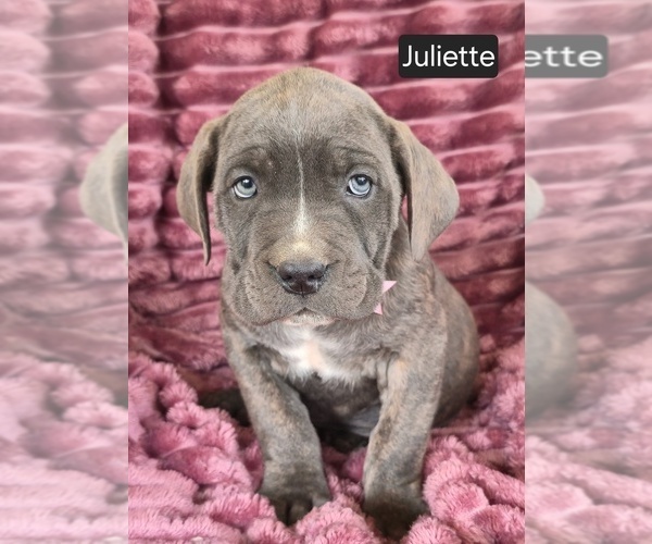Medium Photo #5 Cane Corso Puppy For Sale in MINERAL WELLS, WV, USA