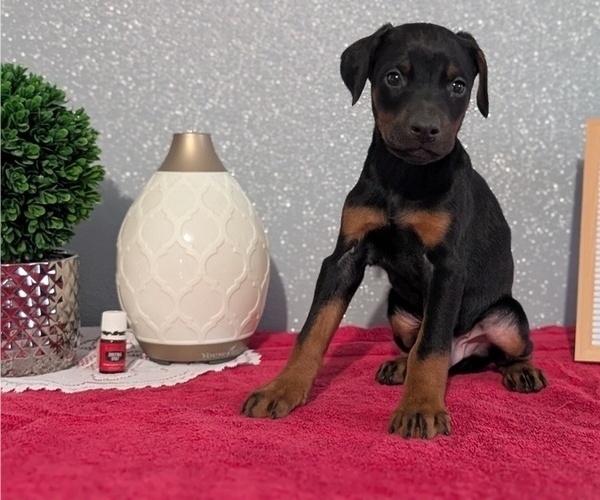 Medium Photo #9 Doberman Pinscher Puppy For Sale in GOSHEN, IN, USA