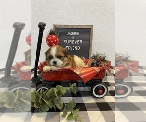 Shih Tzu Puppy for sale in BLOOMFIELD, IN, USA