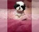 Puppy Cookie Shih Tzu