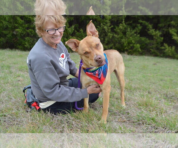 Medium Photo #6 Mutt Puppy For Sale in McKinney, TX, USA