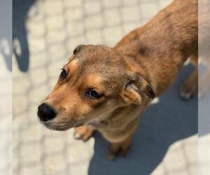Anatolian Shepherd-Unknown Mix Dogs for adoption in Tulsa, OK, USA