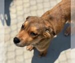 Small Anatolian Shepherd Mix