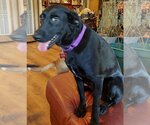 Small Photo #2 Labrador Retriever-Unknown Mix Puppy For Sale in Boston, MA, USA
