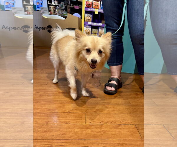Medium Photo #5 Pomeranian Puppy For Sale in Doylestown, PA, USA