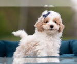 Puppy Marley Maltipoo (Miniature)