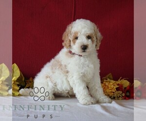 Poodle (Miniature) Puppy for sale in GORDONVILLE, PA, USA