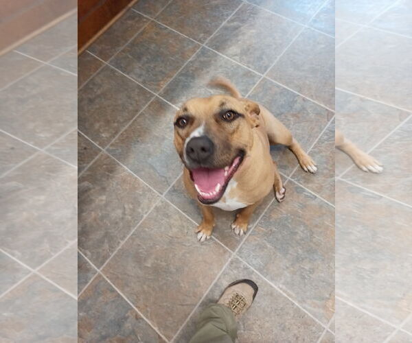 Medium Photo #4 Black Mouth Cur Puppy For Sale in Monticello, MS, USA