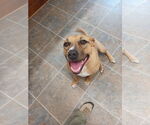 Small #3 Black Mouth Cur