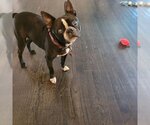Small Photo #1 Boston Terrier Puppy For Sale in High Point, NC, USA
