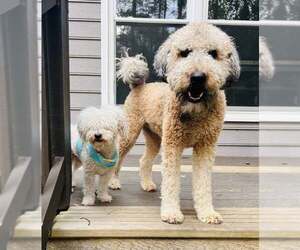 Neo - Male Poochon Dog for Adoption - Photo #2