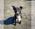 Small #4 Labrador Retriever Mix