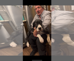 Puppy Pongo Great Dane