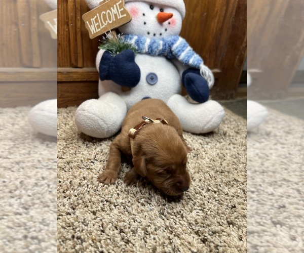 Medium Photo #14 Labrador Retriever Puppy For Sale in NEOLA, WV, USA