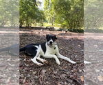 Small #1 Border Collie Mix