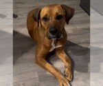 Small #4 Rhodesian Ridgeback Mix