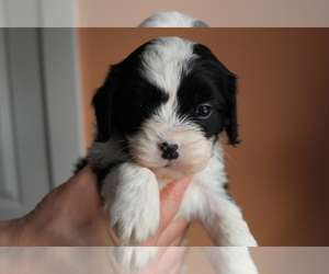 Cavalier King Charles Spaniel-Poodle (Toy) Mix Puppy for sale in EVART, MI, USA