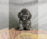 Small #1 Maltipoo (Toy)