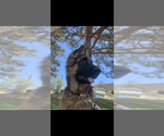 Small #7 German Shepherd Dog
