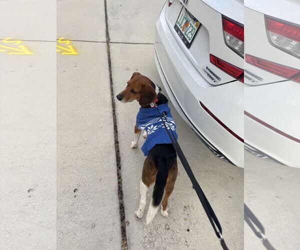 Medium Photo #3 Beagle Puppy For Sale in Tampa, FL, USA