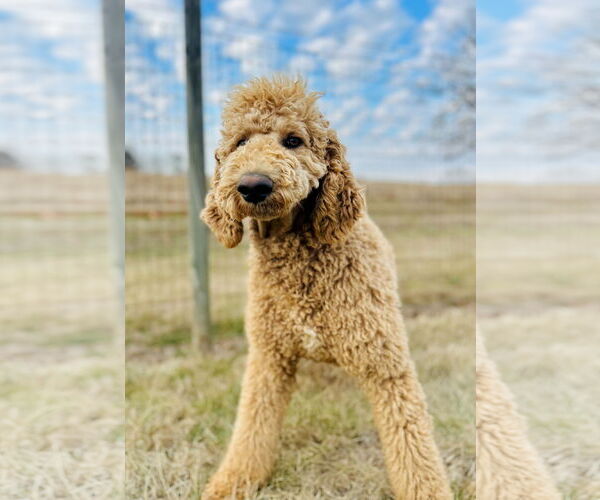 Medium Photo #2 Poodle (Standard) Puppy For Sale in Pacolet, SC, USA