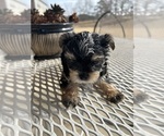 Small #17 Morkie