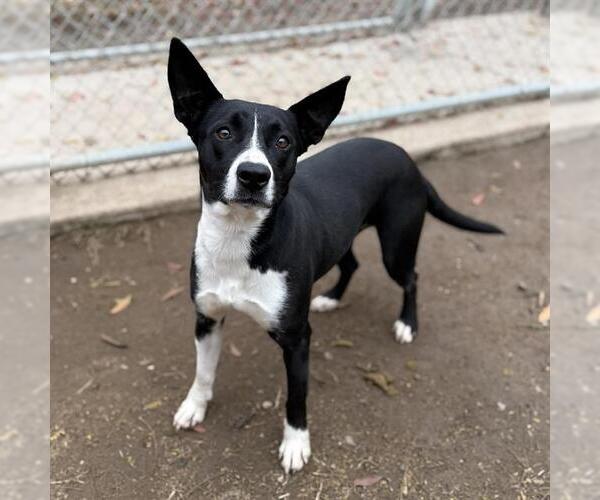 Medium Photo #2 American Staffordshire Terrier-Unknown Mix Puppy For Sale in Modesto, CA, USA