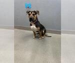 Small American Bulldog Mix