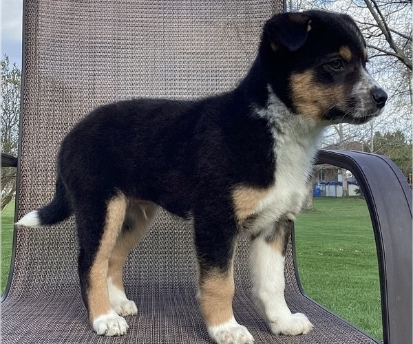 Medium Photo #13 Australian Cattle Dog-Border Collie Mix Puppy For Sale in RICHMOND, MI, USA