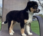 Small Photo #13 Australian Cattle Dog-Border Collie Mix Puppy For Sale in RICHMOND, MI, USA