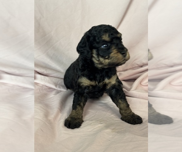 Medium Photo #7 Bernedoodle (Miniature) Puppy For Sale in LONGMONT, CO, USA