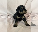 Belinda - Female Bernedoodle (Miniature) Puppy for Sale - Photo #7