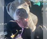 Small #4 American Staffordshire Terrier