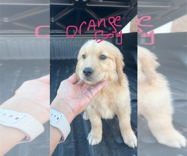 Medium Photo #6 Golden Retriever Puppy For Sale in BOILING SPGS, SC, USA