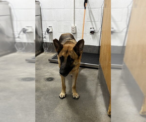 Medium Photo #1 German Shepherd Dog Puppy For Sale in Forestville, MD, USA